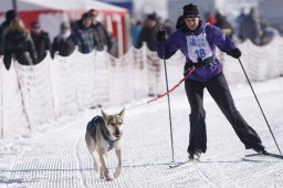 Lenk 2013